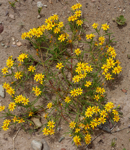 Pectis angustifolia