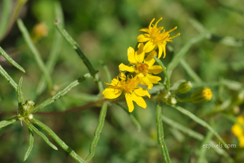 Pectis papposa (Chinchweed) — photo