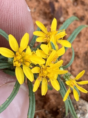Pectis papposa (Chinchweed) — photo