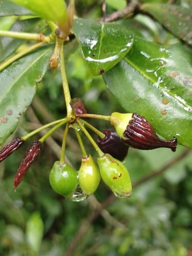Peddiea africana (Cord tree) — photo