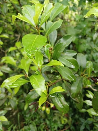 Peddiea africana (Cord tree) — photo