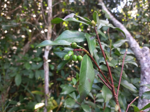 Peddiea fischeri (Green flower tree) — photo
