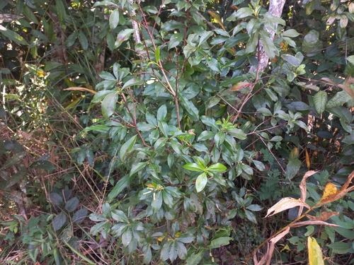 Peddiea fischeri (Green flower tree) — photo