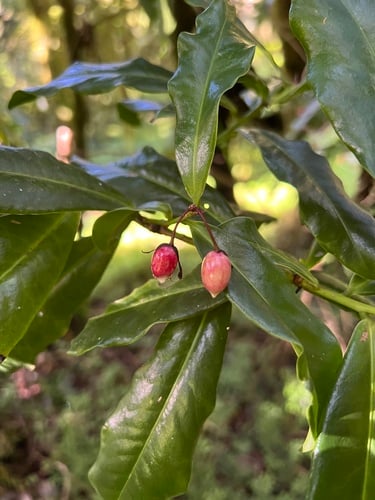Peddiea fischeri