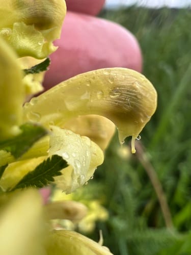 Pedicularis acmodonta — photo