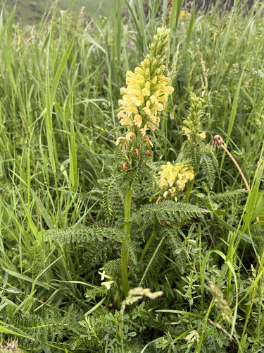 Pedicularis acmodonta