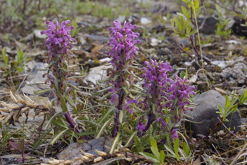 Pedicularis arctica (Arctic Lousewort) — photo