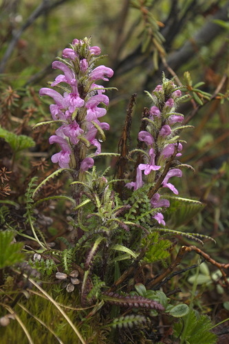 Pedicularis arctica (Arctic Lousewort) — photo