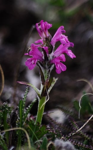 Pedicularis arctica