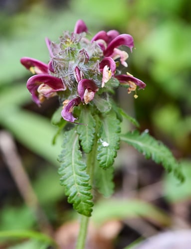 Pedicularis canadensis (Common lousewort) — photo