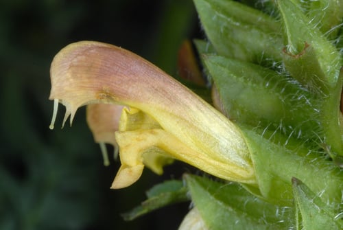 Pedicularis canadensis (Common lousewort) — photo