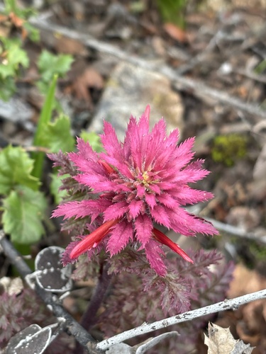 Pedicularis densiflora (Indian warrior) — photo