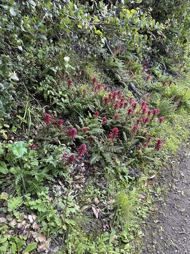 Pedicularis densiflora (Indian warrior) — photo