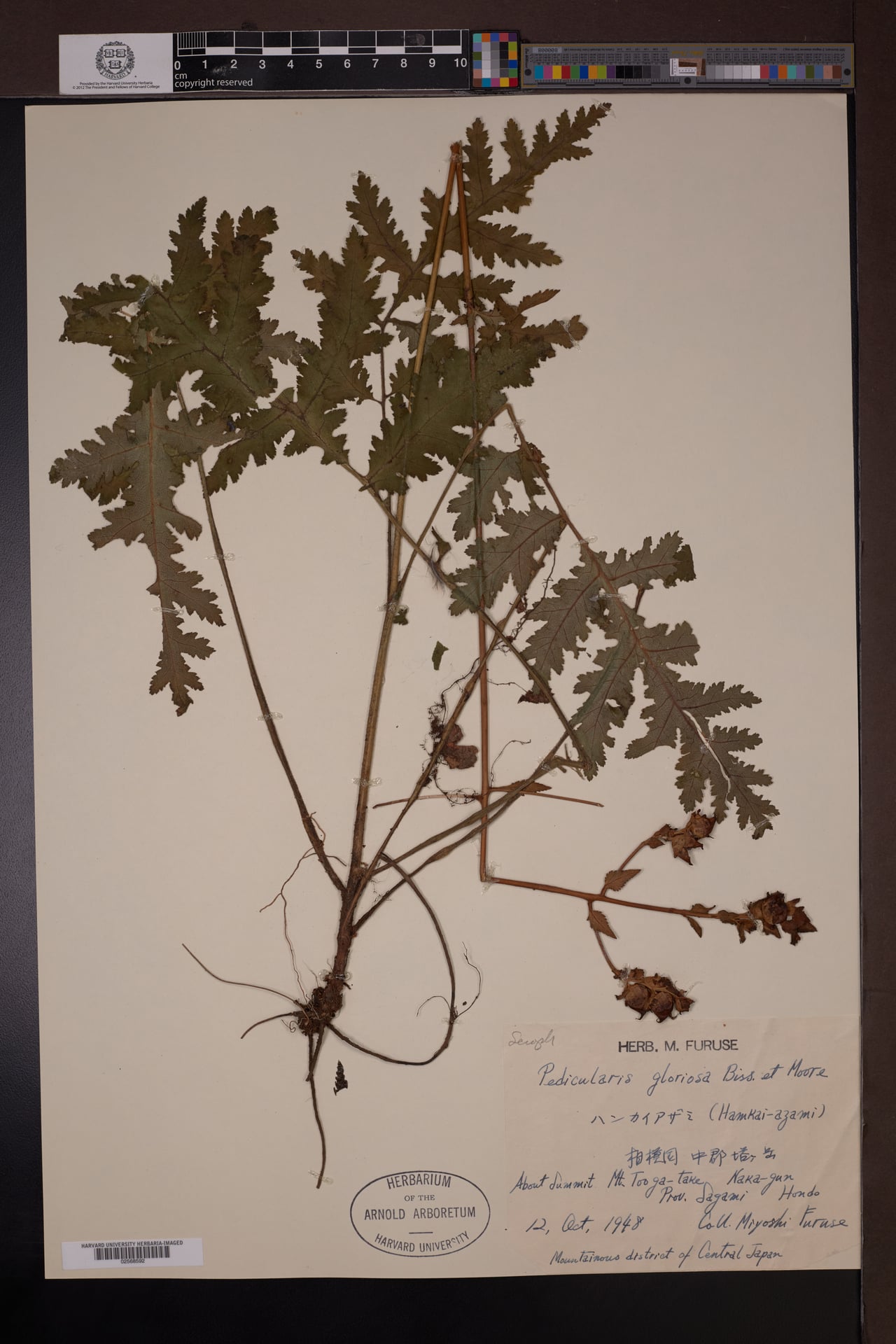 Pedicularis gloriosa — photo
