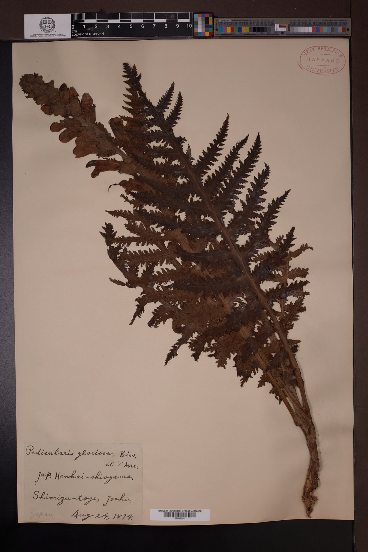 Pedicularis gloriosa — photo