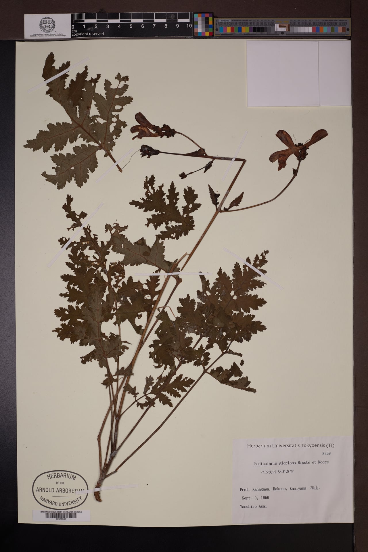 Pedicularis gloriosa