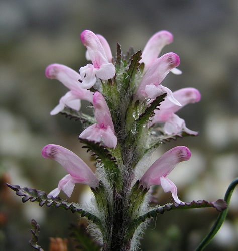 Pedicularis hirsuta (Hairy Lousewort) — photo