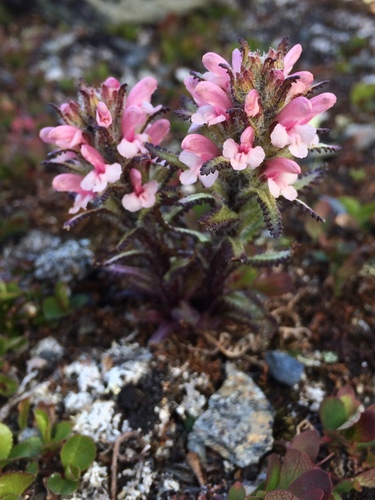 Pedicularis hirsuta (Hairy Lousewort) — photo