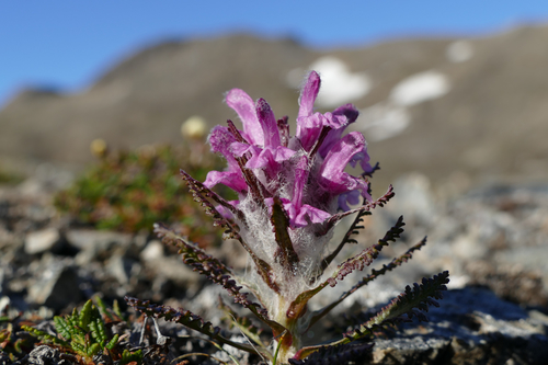 Pedicularis lanata (Woolly lousewort) — photo