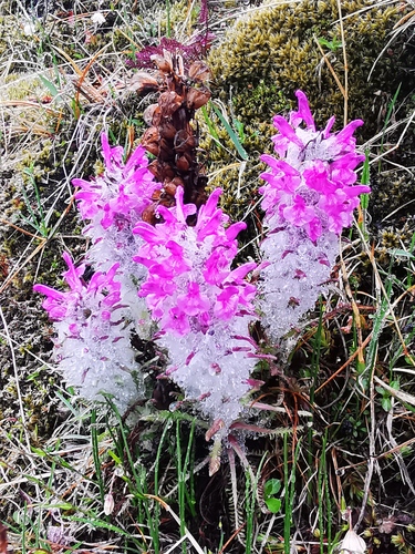 Pedicularis lanata (Woolly lousewort) — photo