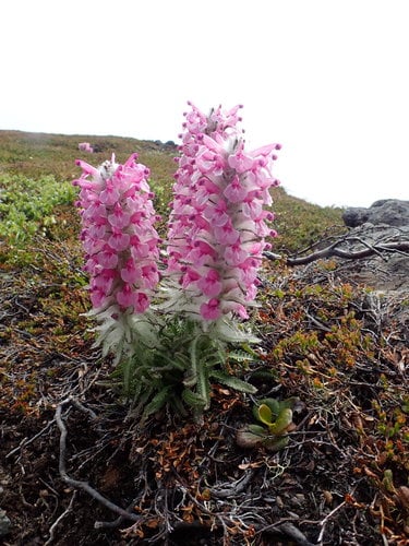 Pedicularis lanata