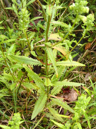 Pedicularis lanceolata (Swamp lousewort) — photo