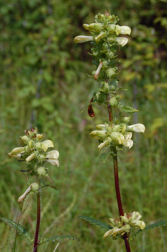 Pedicularis lanceolata (Swamp lousewort) — photo