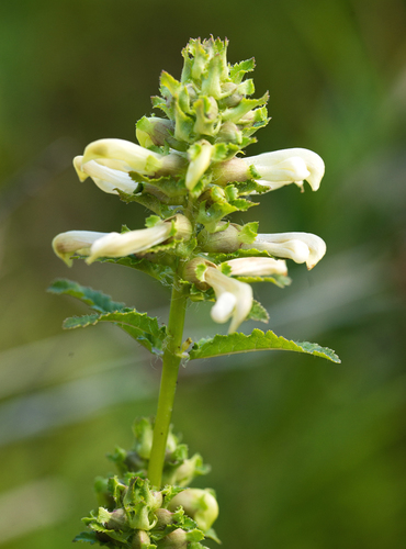 Pedicularis lanceolata