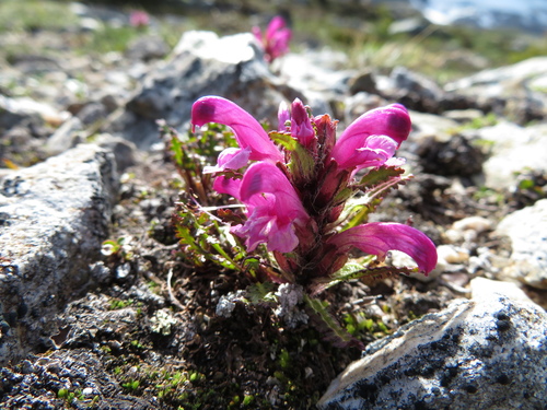 Pedicularis langsdorffii (Langsdorf's Lousewort) — photo