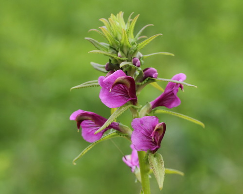 Pedicularis resupinata (Lousewort) — photo