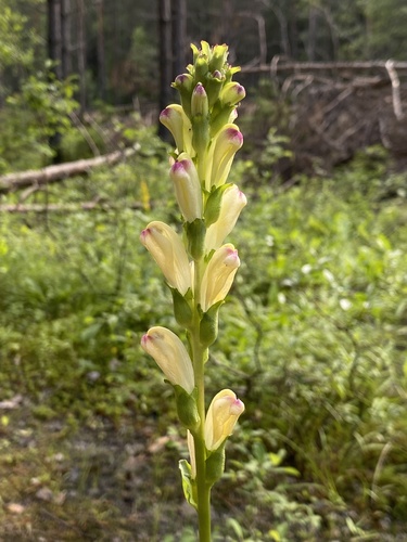 Pedicularis sceptrum subsp. carolinum — photo