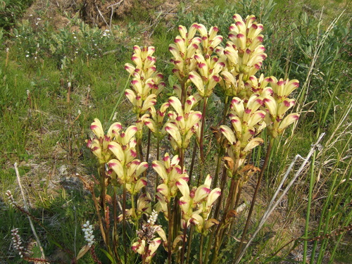 Pedicularis sceptrum subsp. carolinum — photo