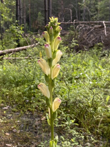 Pedicularis sceptrum subsp. carolinum