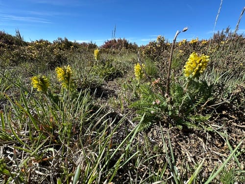 Pedicularis schizocalyx — photo