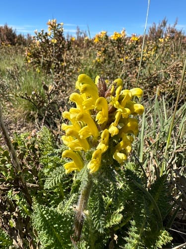 Pedicularis schizocalyx — photo