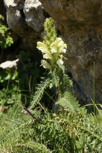 Pedicularis sibthorpii — photo