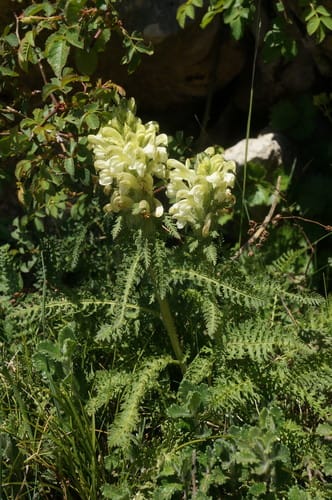 Pedicularis sibthorpii — photo
