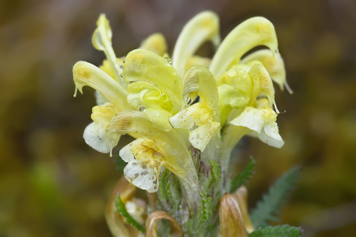 Pedicularis sibthorpii