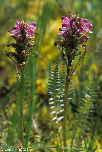 Pedicularis sudetica (Sudetic Lousewort) — photo