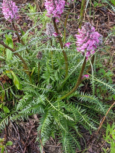 Pedicularis sudetica (Sudetic Lousewort) — photo