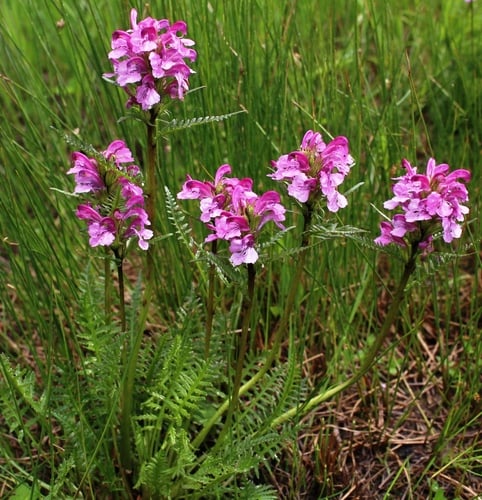 Pedicularis sudetica