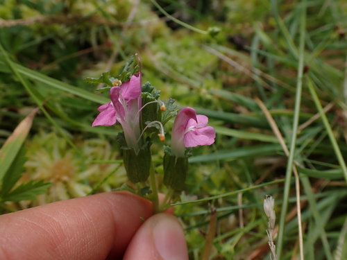 Pedicularis sylvatica (Lousewort) — photo