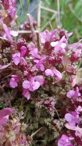 Pedicularis sylvatica (Lousewort) — photo
