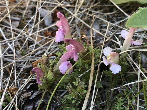 Pedicularis sylvatica