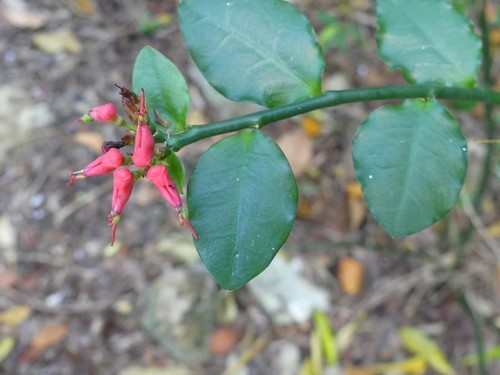 Pedilanthus tithymaloides (Slipper plant) — photo