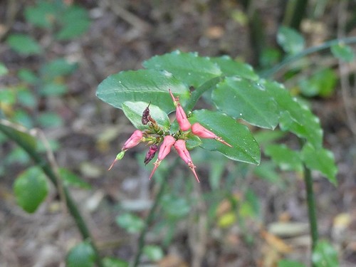 Pedilanthus tithymaloides (Slipper plant) — photo