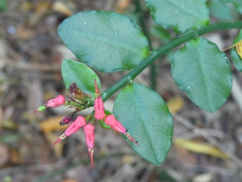 Pedilanthus tithymaloides