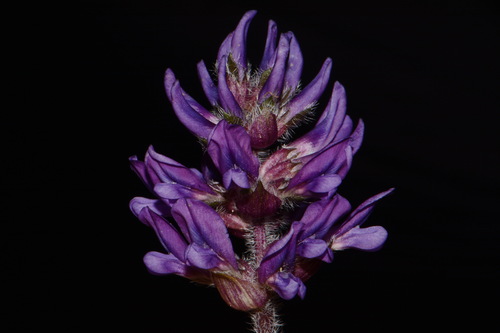 Pediomelum subacaule (White rim scurfpea) — photo
