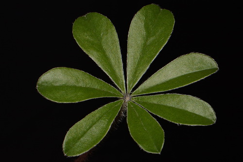 Pediomelum subacaule (White rim scurfpea) — photo