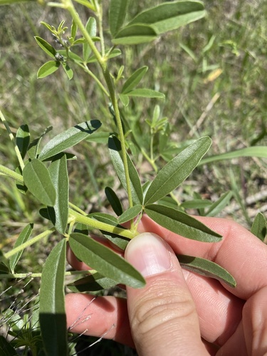 Pediomelum tenuiflorum (Slimflower scurfpea) — photo